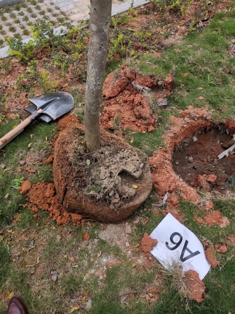 Huafeimedical planting trees2