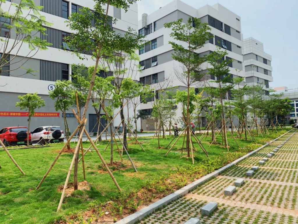 Huafeimedical planting trees3